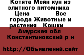 Котята Мейн-кун из элитного питомника › Цена ­ 20 000 - Все города Животные и растения » Кошки   . Амурская обл.,Константиновский р-н